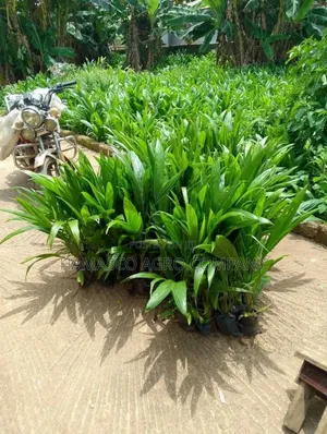 Agric Palm Seedlings