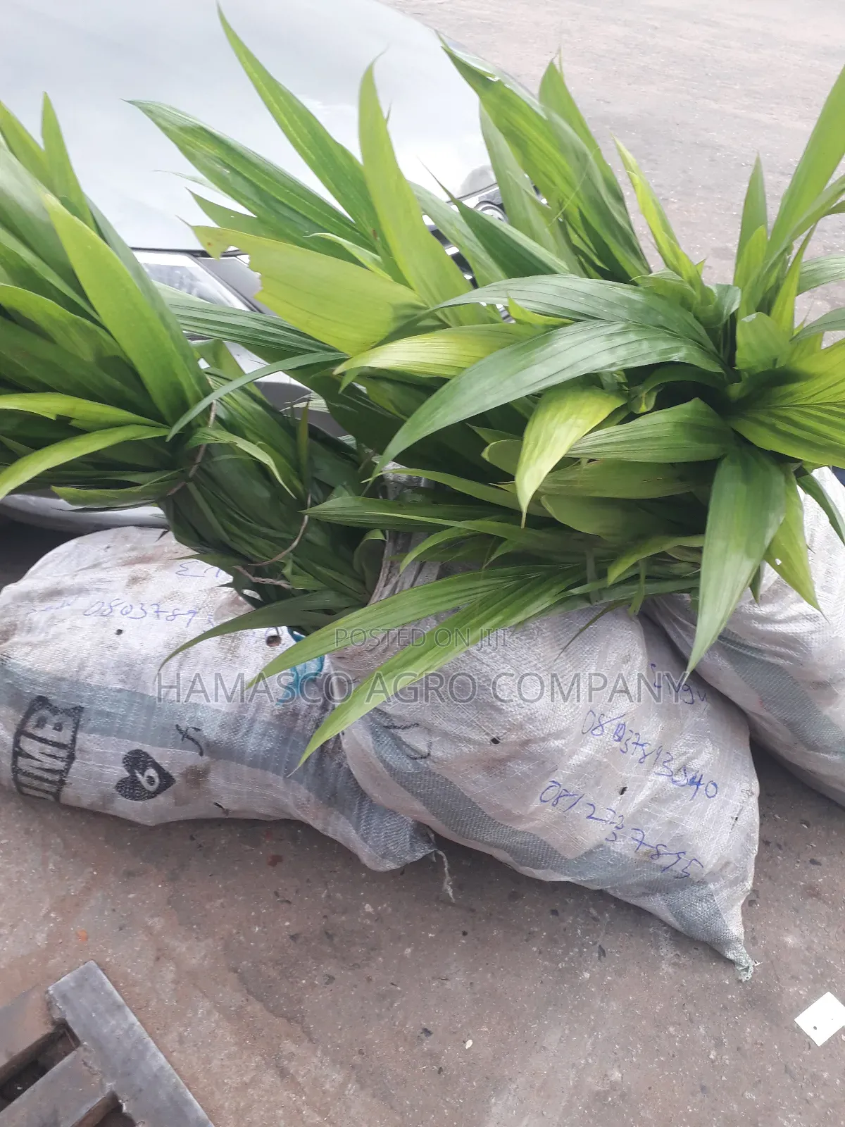 Agric Palm Seedlings