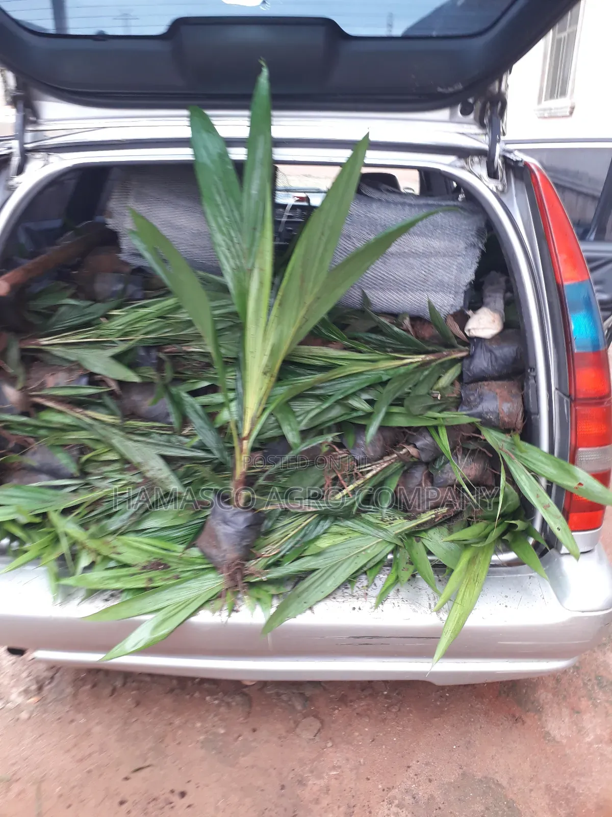 Agric Palm Seedlings