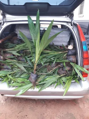 Agric Palm Seedlings