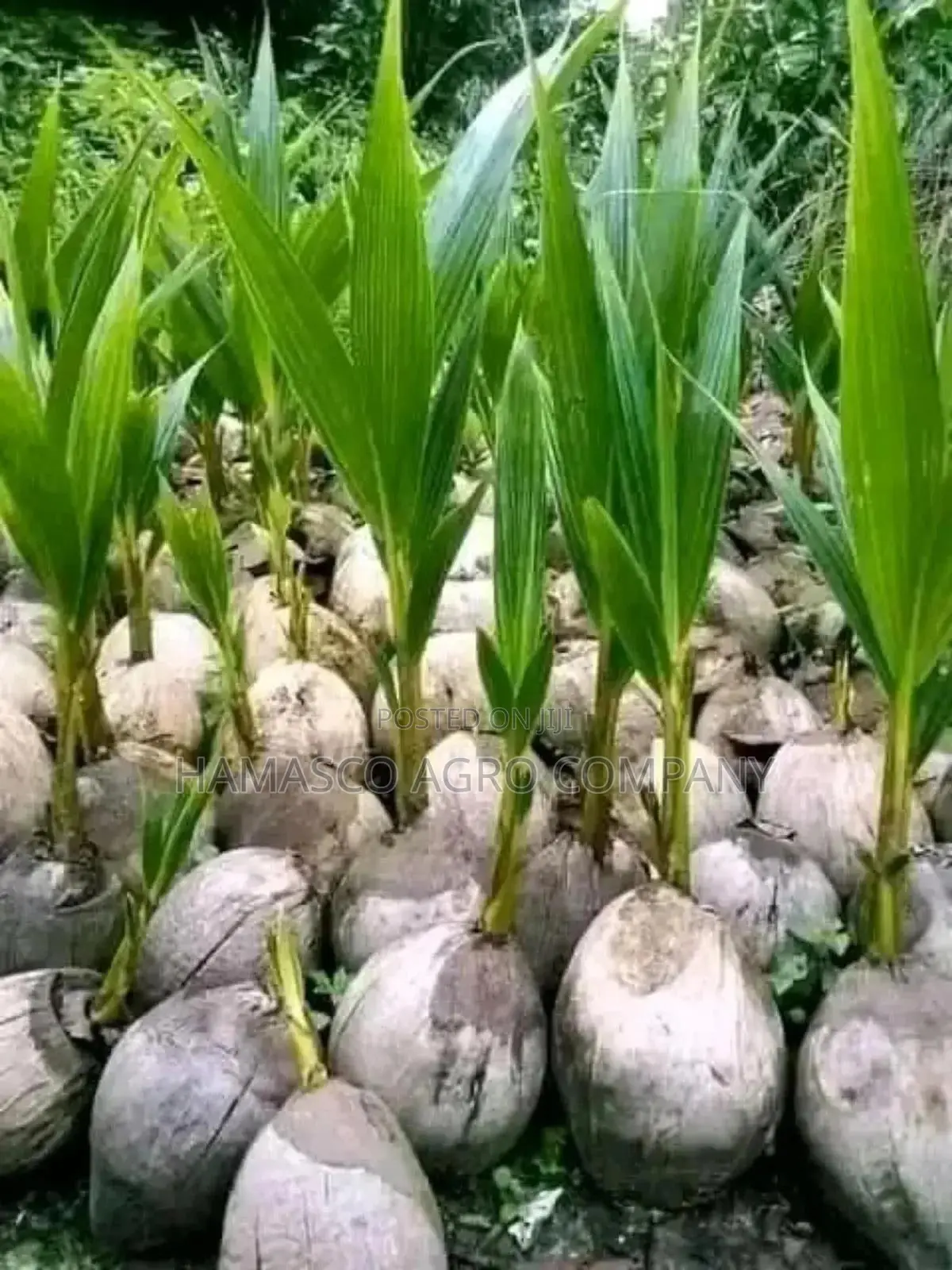 Purely Dwarf Coconut Seedlings