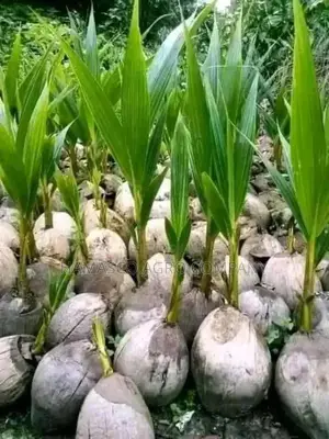 Purely Dwarf Coconut Seedlings