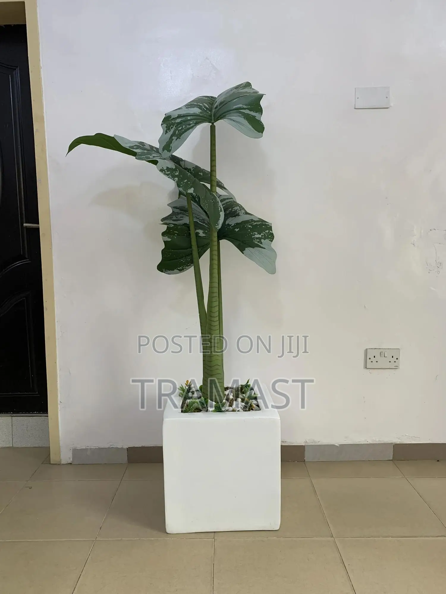 Artificial Alocasia Cucullata Tree