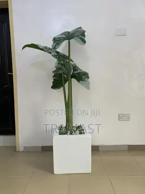 Artificial Alocasia Cucullata Tree