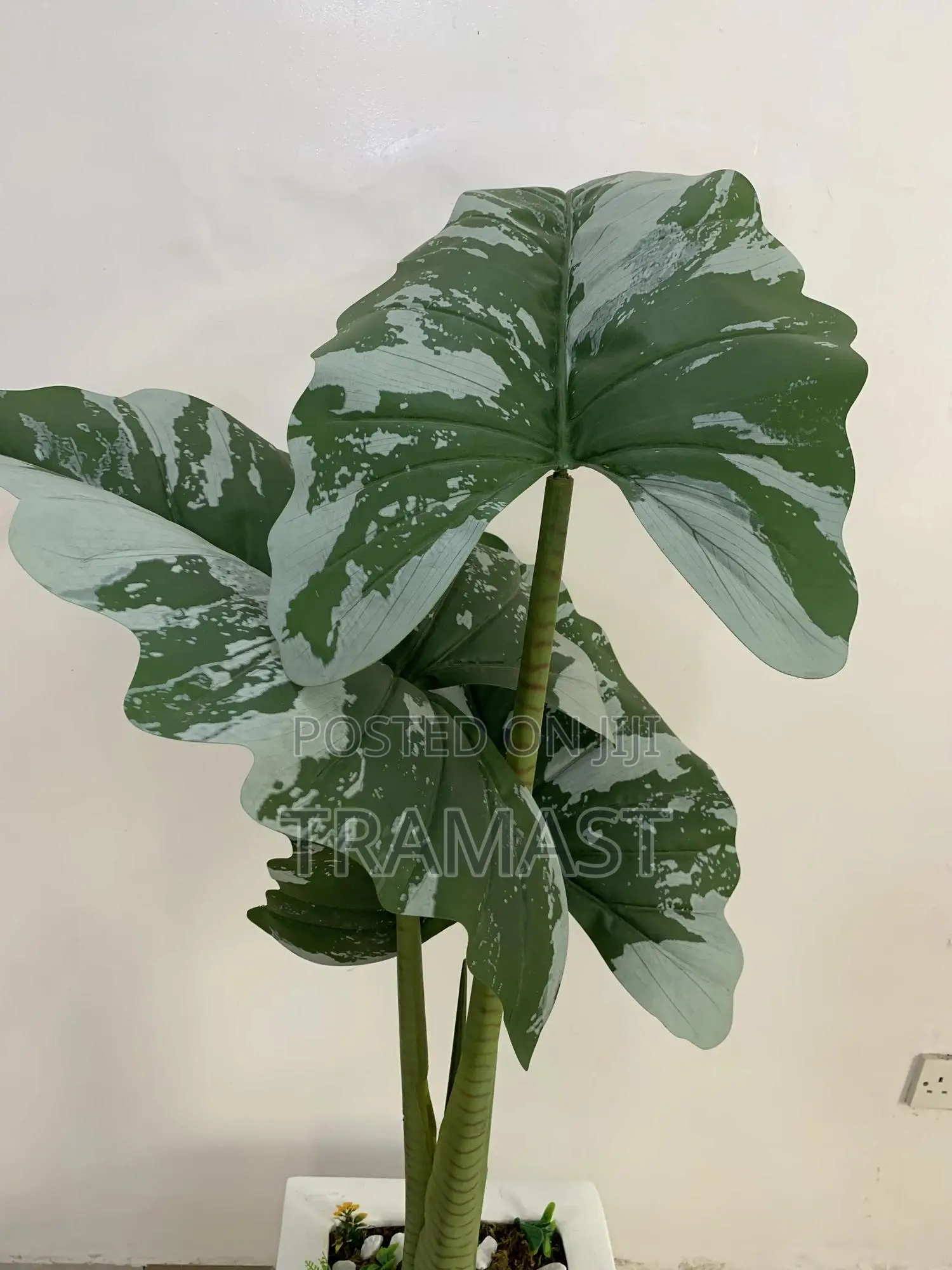 Artificial Alocasia Cucullata Tree