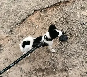 6-12 months Male Mixed Breed Border Collie