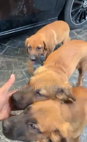 1-3 months Male Purebred Boerboel
