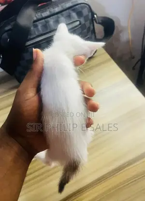 1-3 months Male Mixed Breed Abyssinian