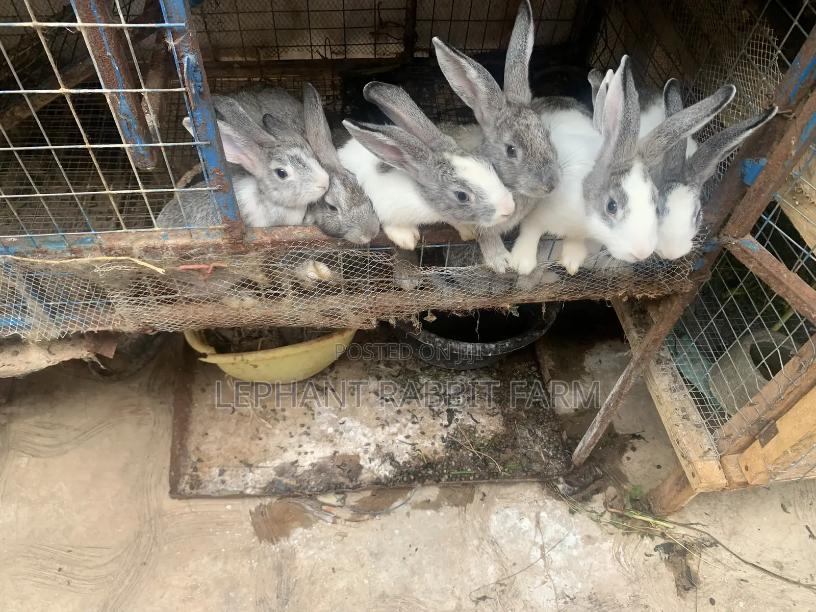 Rabbits in Different Breeds Available for Sale (Weaners)