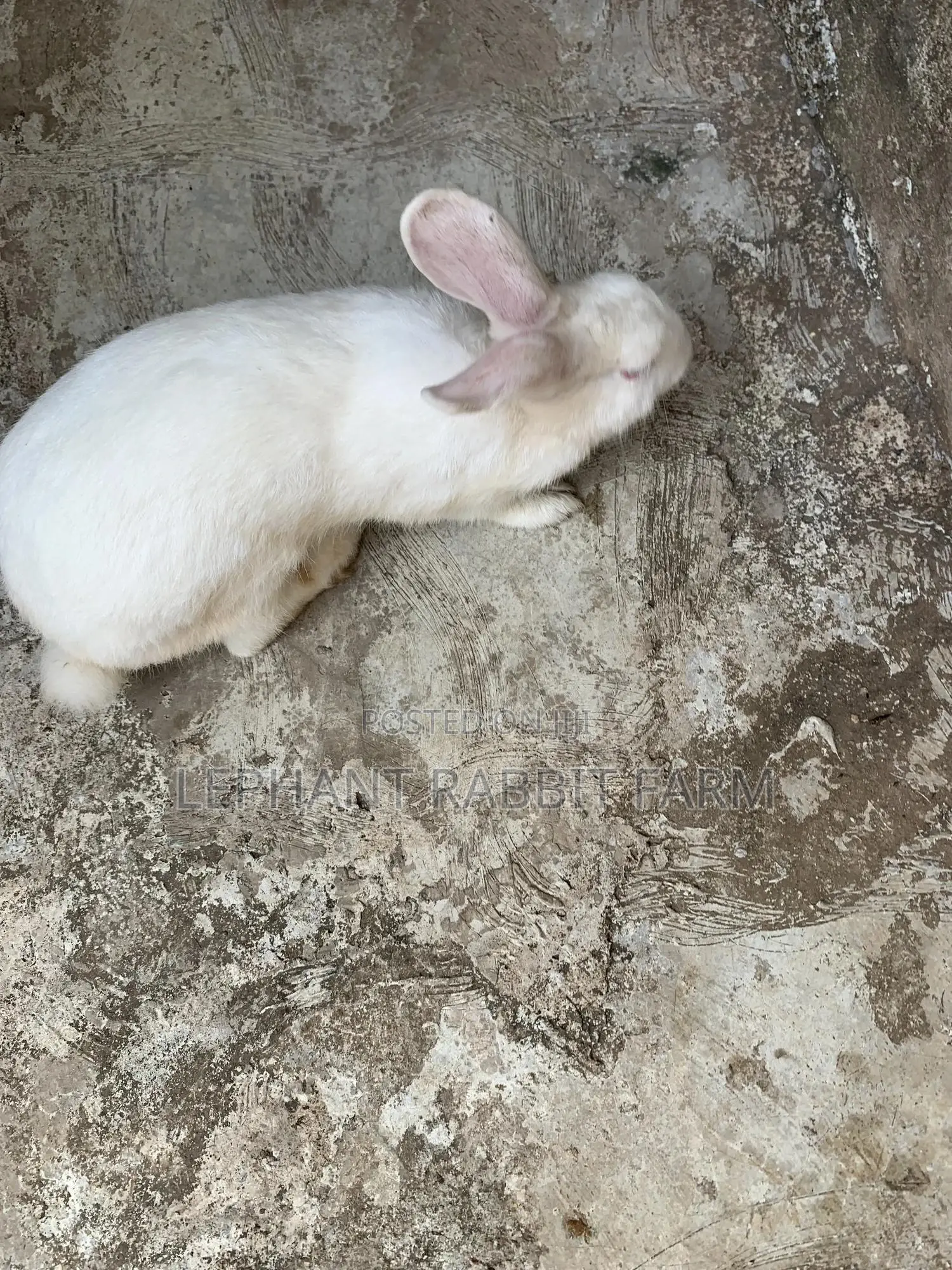 Rabbits in Different Breeds Available for Sale (Weaners)