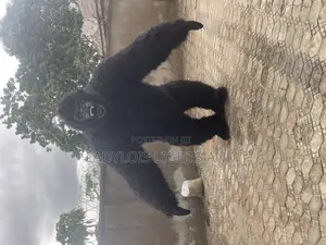 King Kong Mascot Costume