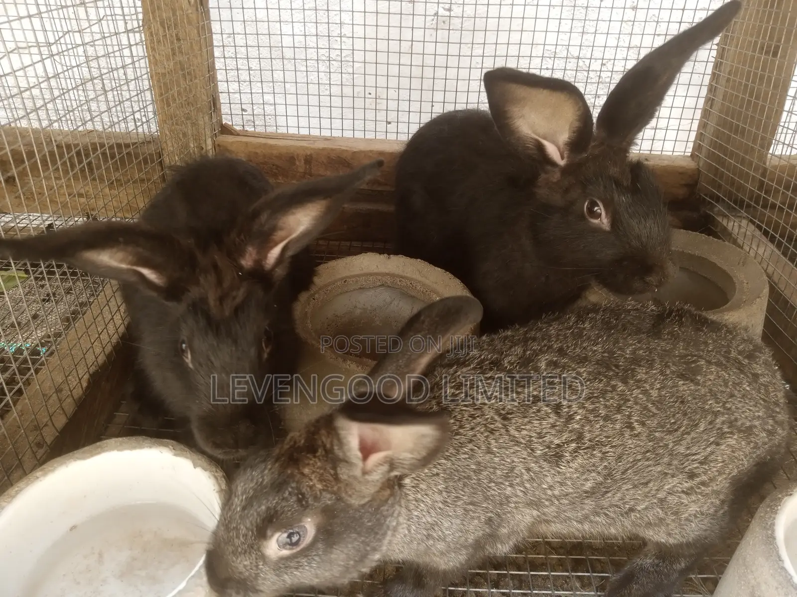 Rabbits for Sale