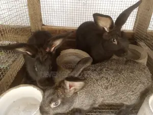 Rabbits for Sale
