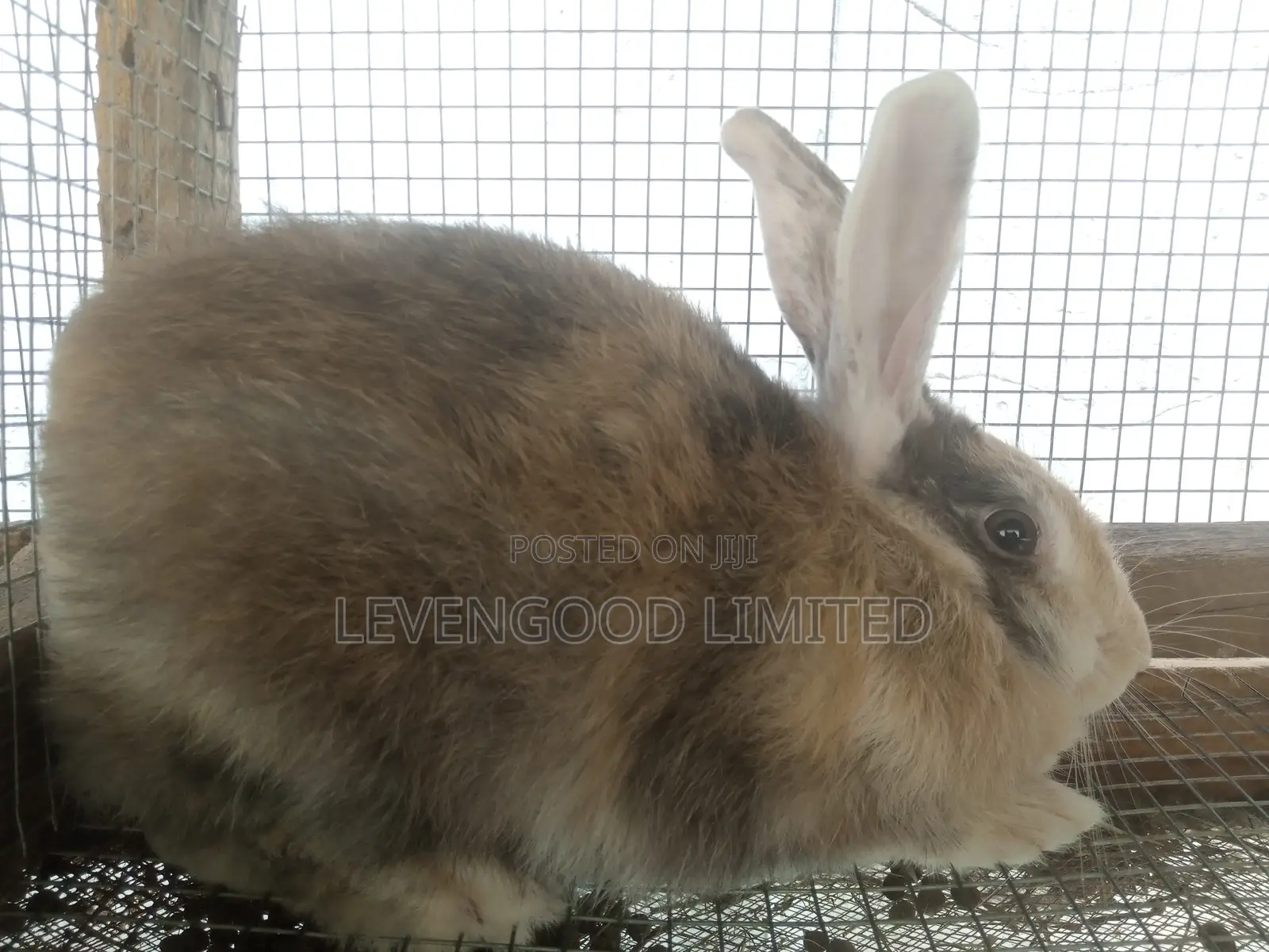 Rabbits for Sale