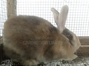 Rabbits for Sale