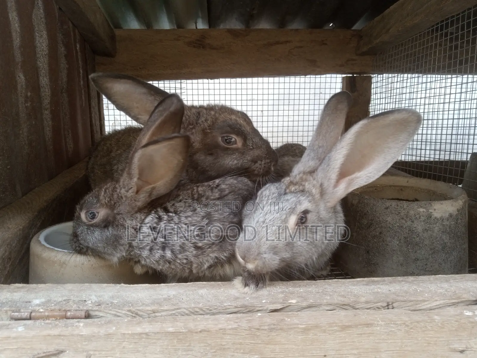 Rabbits for Sale