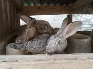 Rabbits for Sale