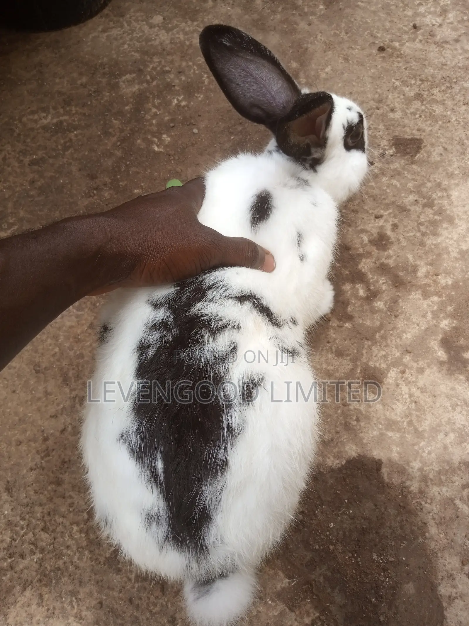 Rabbits for Sale