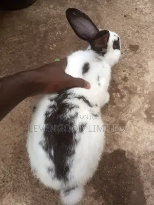 Rabbits for Sale