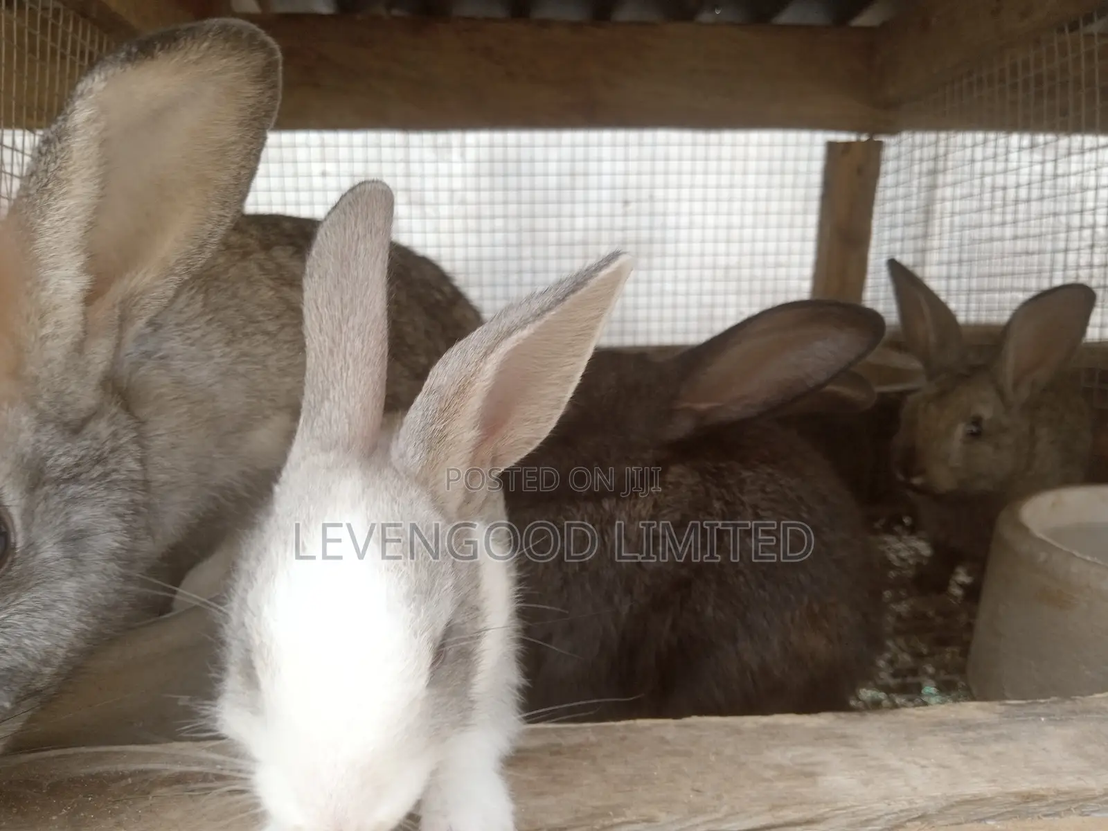 Rabbits for Sale