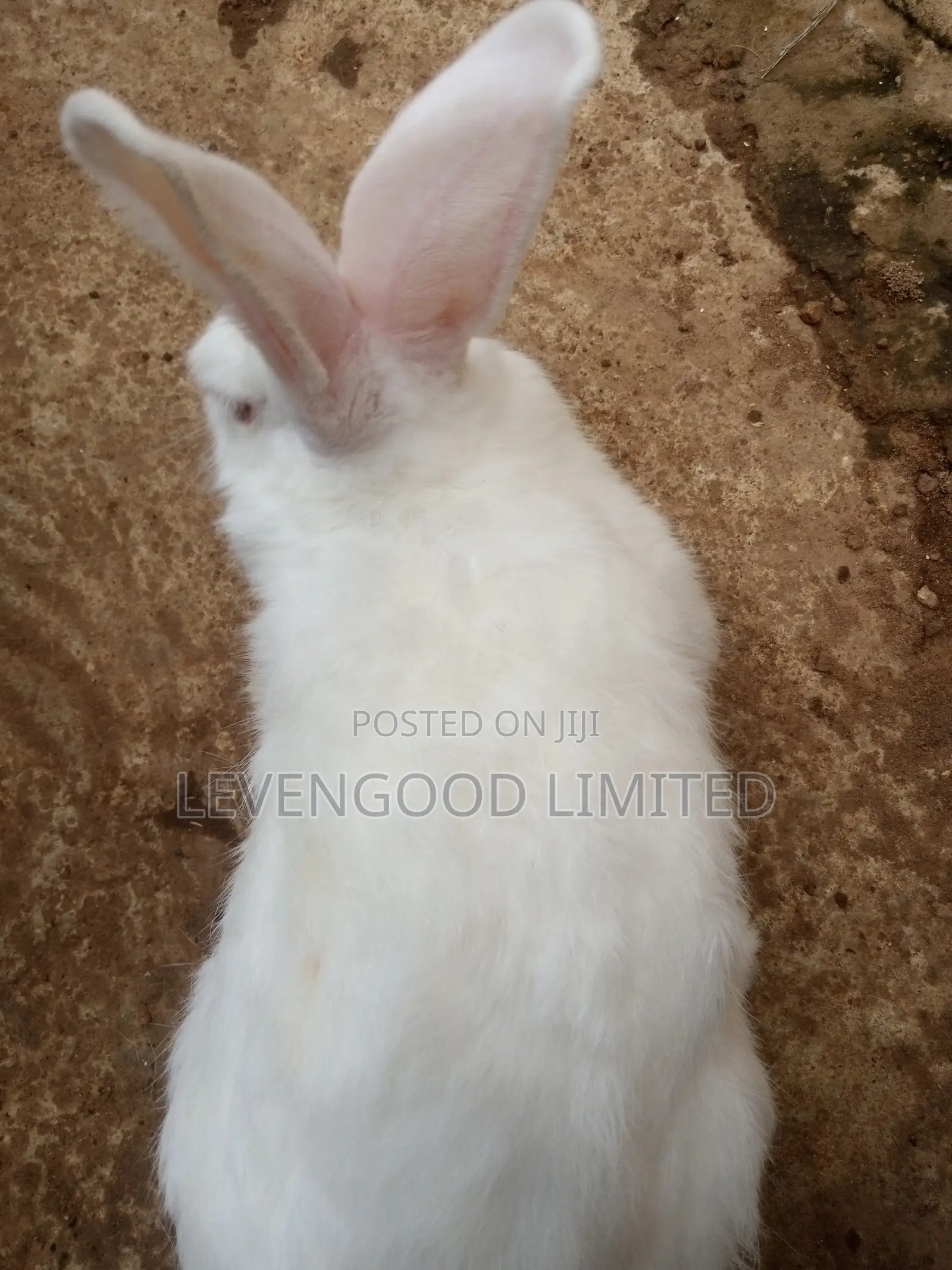 Rabbits for Sale