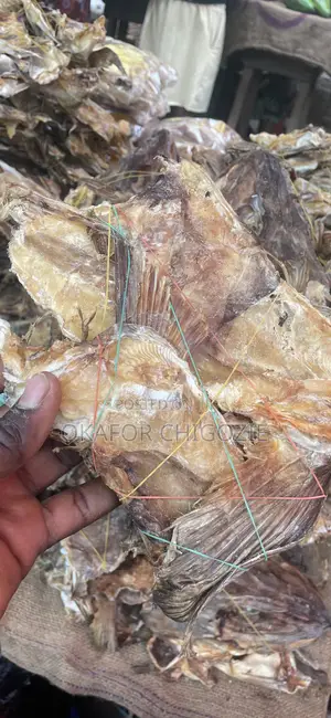 Stock Fish Ear
