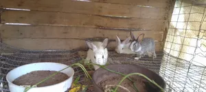 Weaners Rabbit