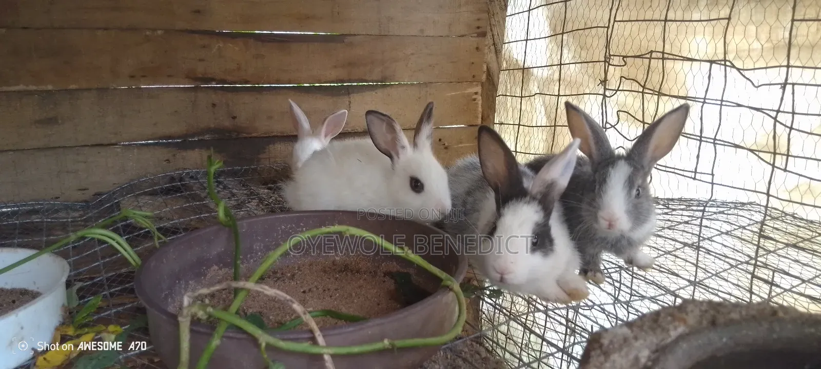 Weaners Rabbit
