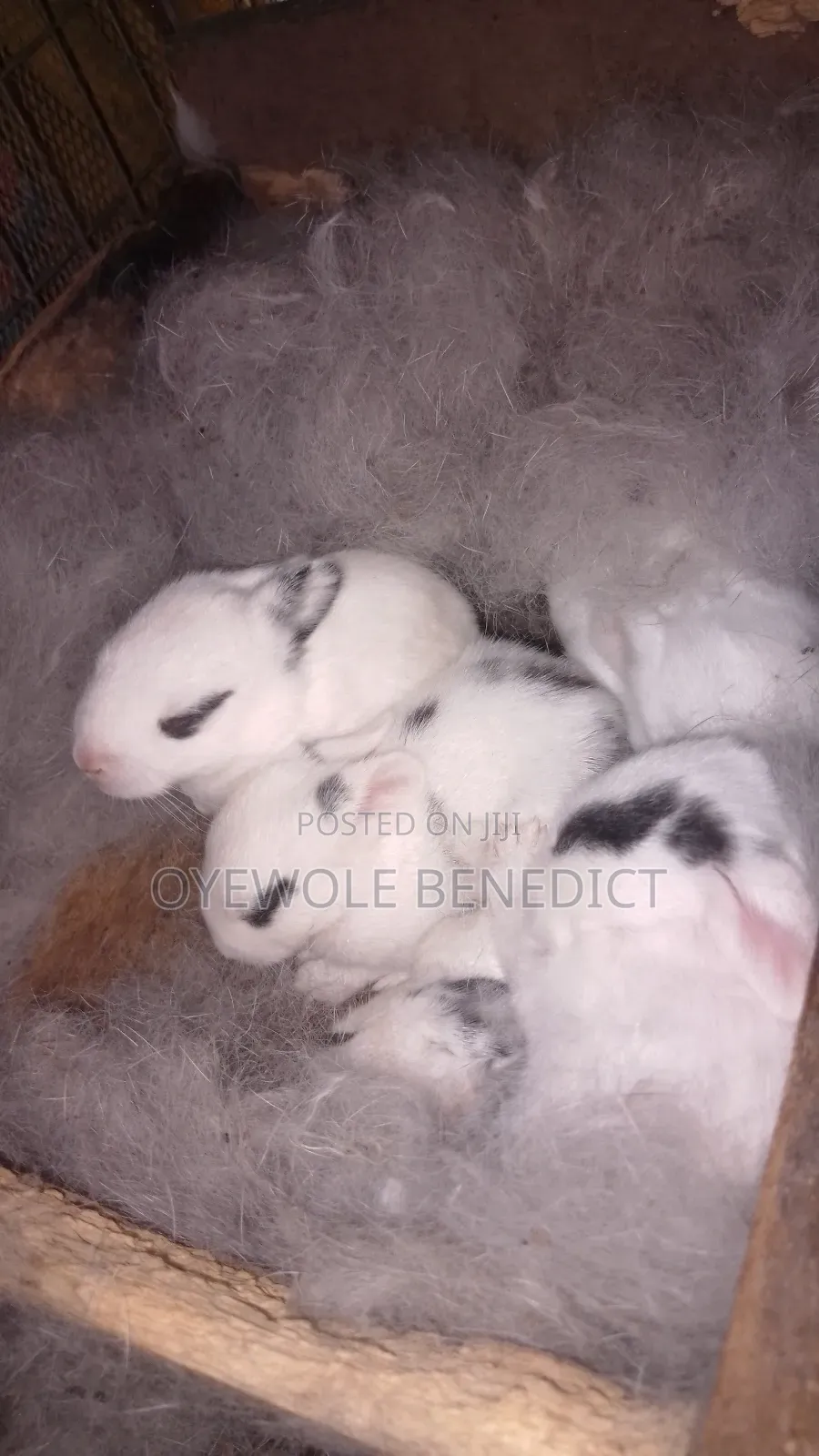 Weaners Rabbit