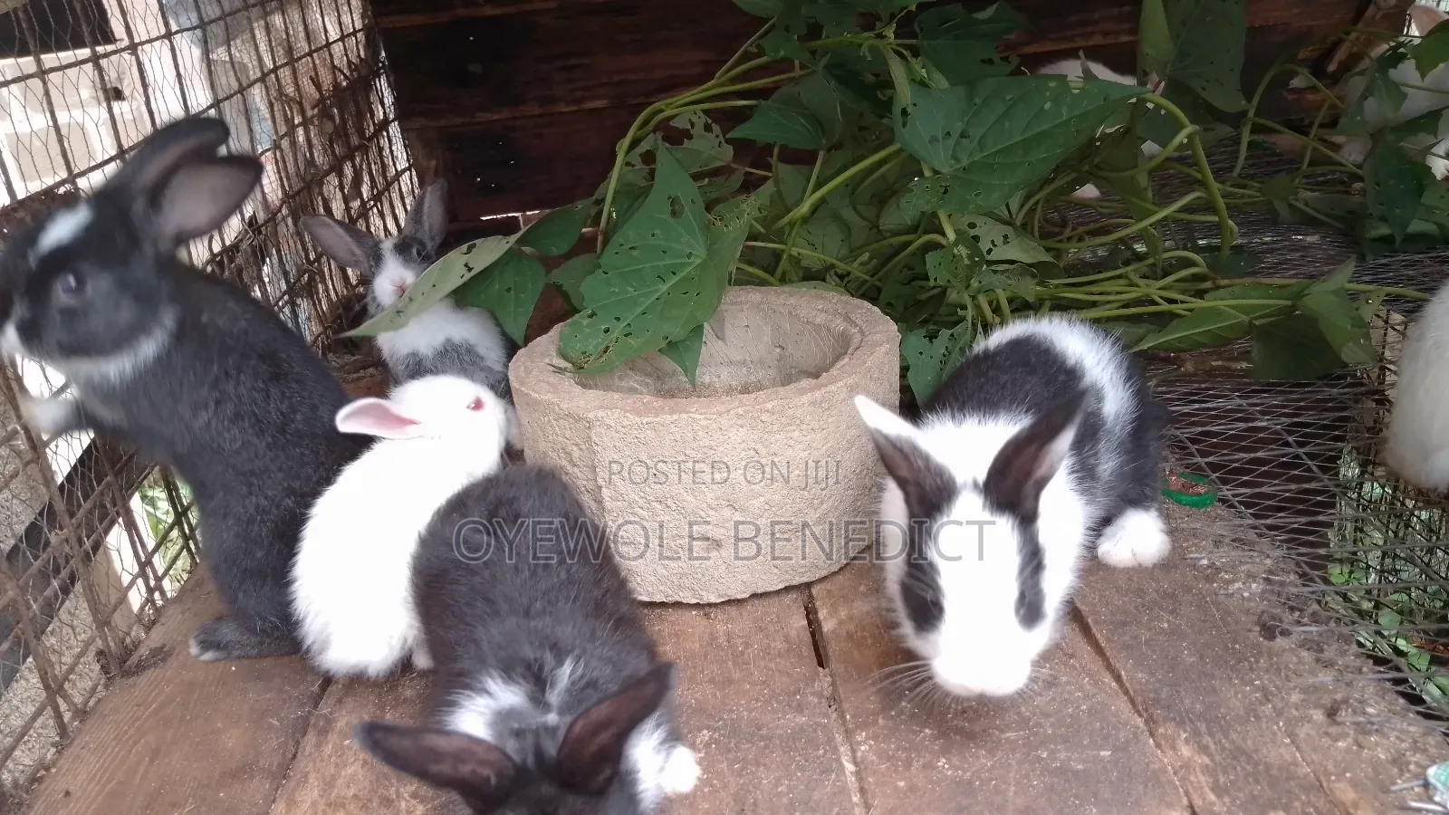 Weaners Rabbit