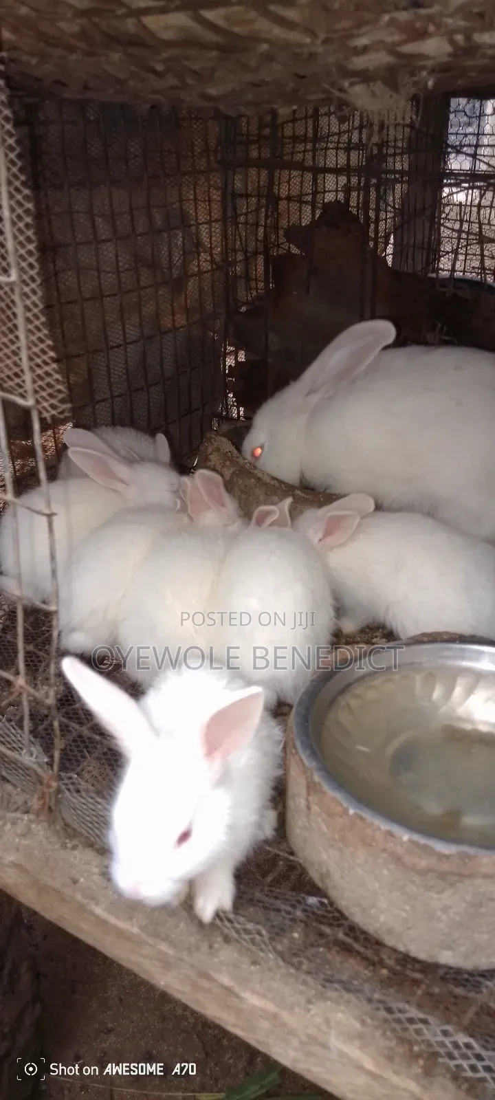 Weaners Rabbit