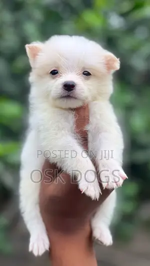 1-3 months Female Purebred American Eskimo