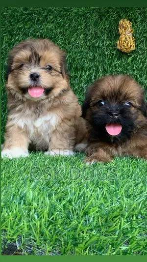 1-3 months Female Purebred Lhasa Apso