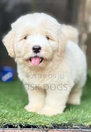 1-3 months Female Purebred American Eskimo