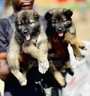 1-3 months Female Purebred Caucasian Shepherd
