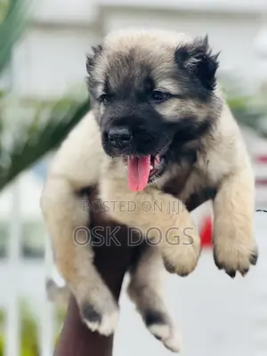 1-3 months Female Purebred Caucasian Shepherd