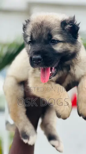 1-3 months Male Purebred Caucasian Shepherd