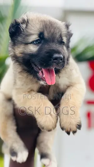 1-3 months Male Purebred Caucasian Shepherd