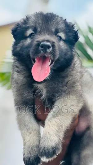 1-3 months Male Purebred Caucasian Shepherd