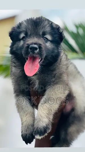 1-3 months Male Purebred Caucasian Shepherd