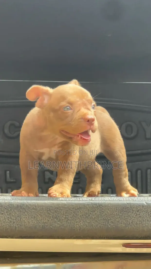 1-3 months Female Purebred American Bully in Badagry Dogs