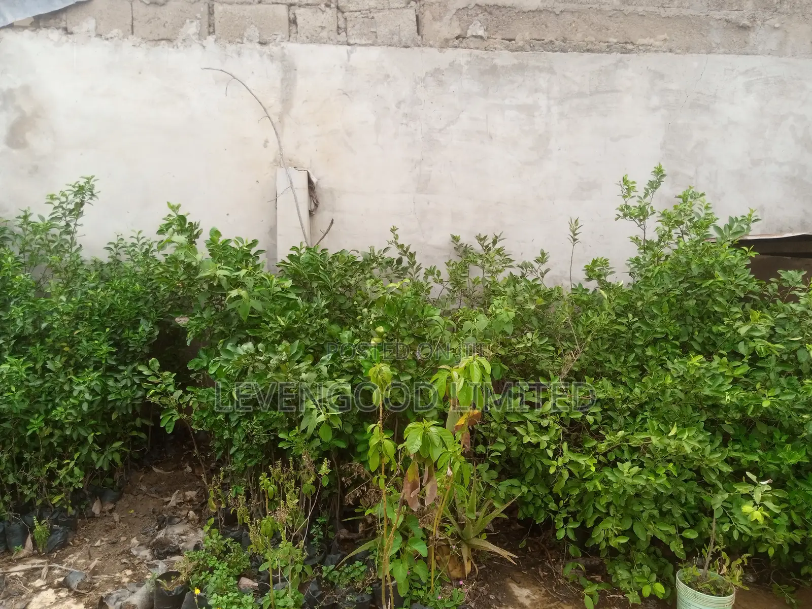 All Kinds of Orchard Seedlings and Vegetables