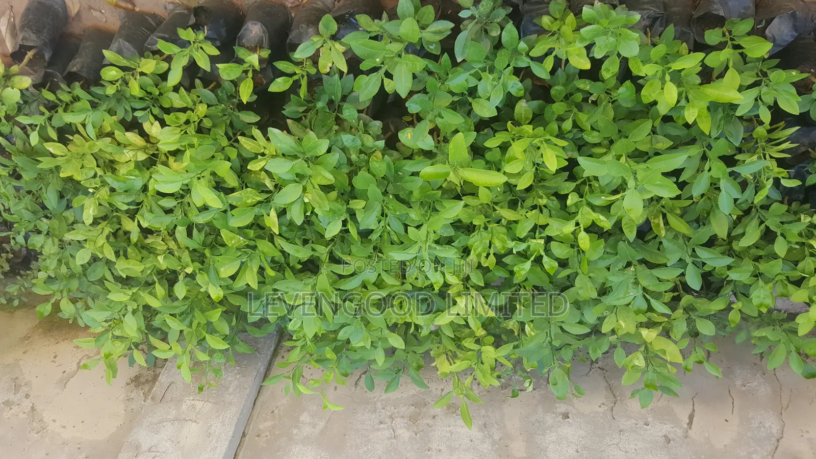 All Kinds of Orchard Seedlings and Vegetables