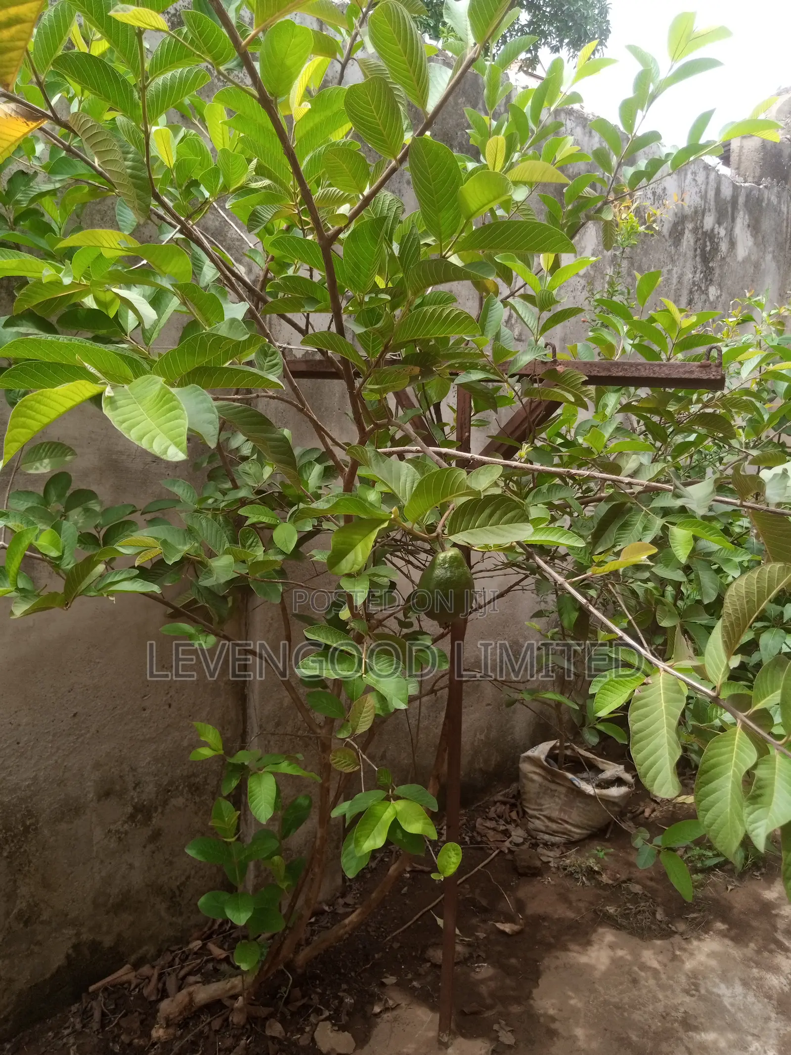 All Kinds of Orchard Seedlings and Vegetables