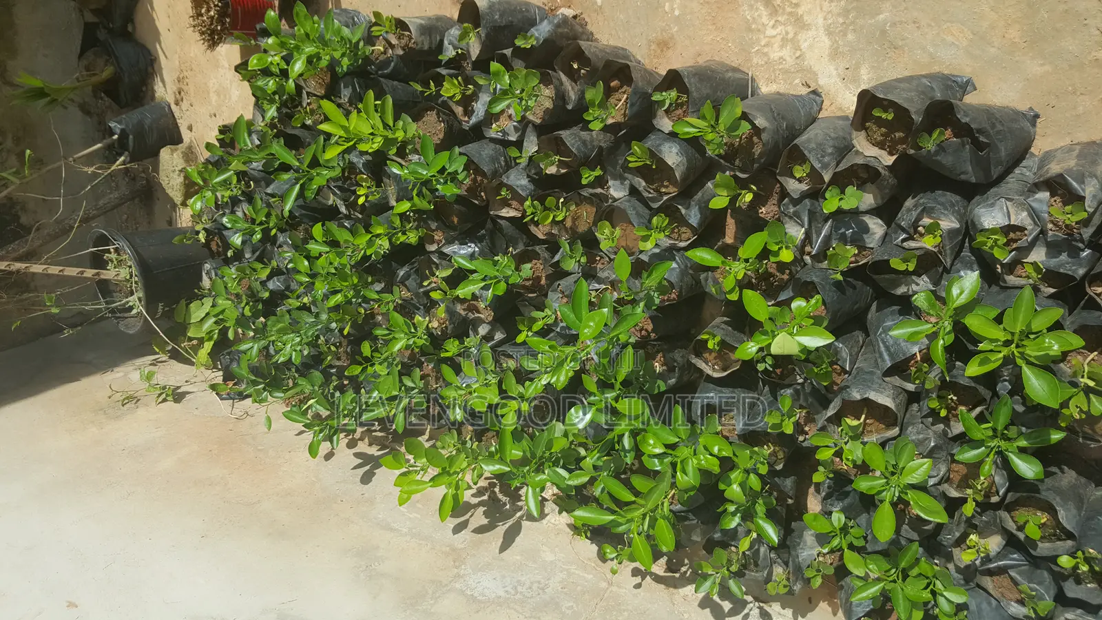 All Kinds of Orchard Seedlings and Vegetables
