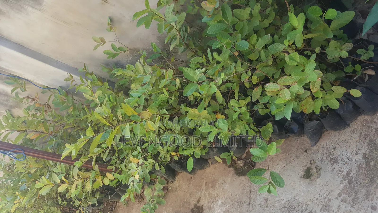 All Kinds of Orchard Seedlings and Vegetables