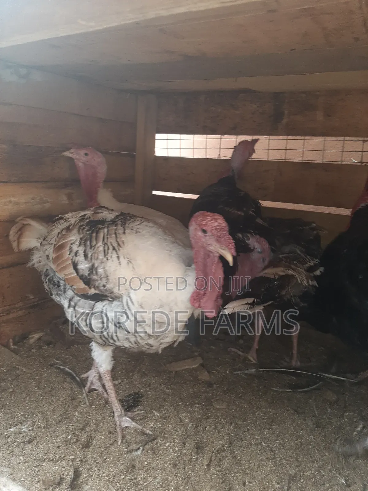 Mature Turkey