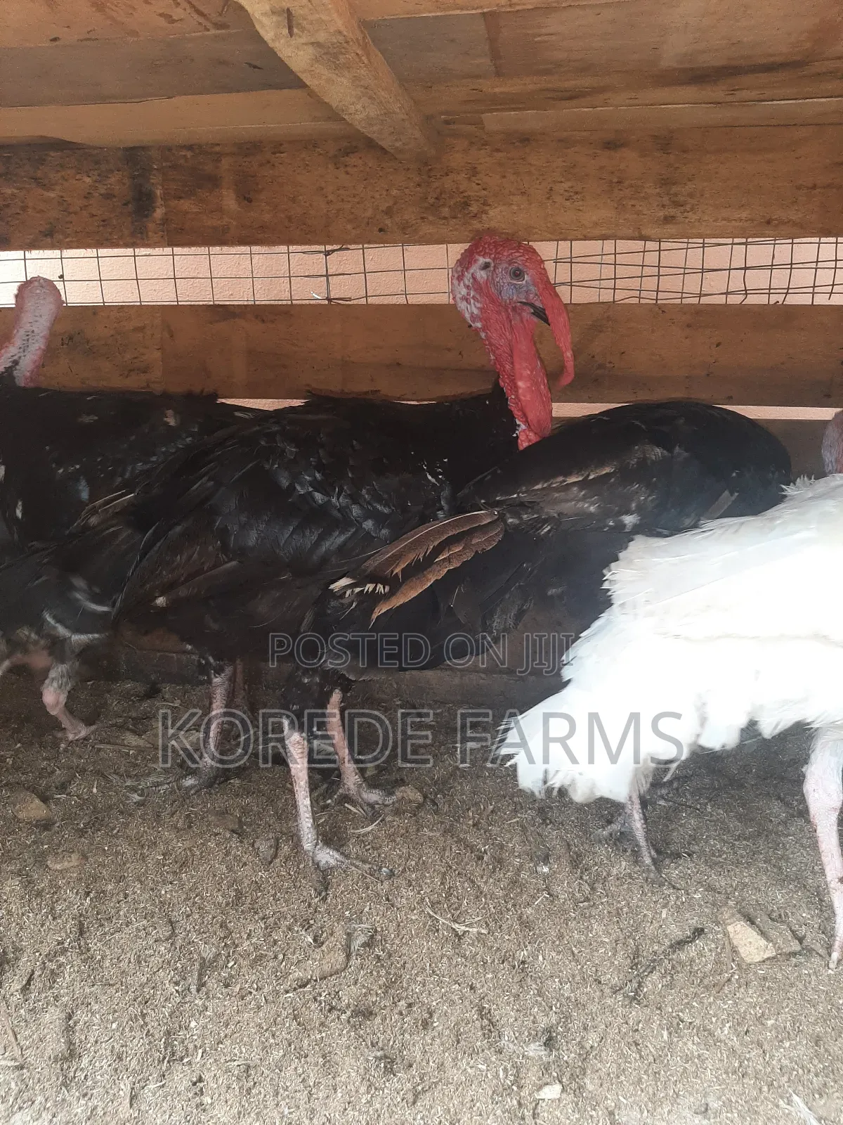 Mature Turkey