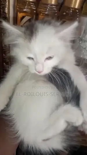 1-3 months Female Purebred Turkish Angora