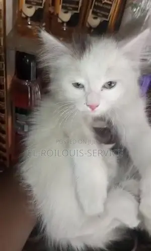 1-3 months Female Purebred Turkish Angora